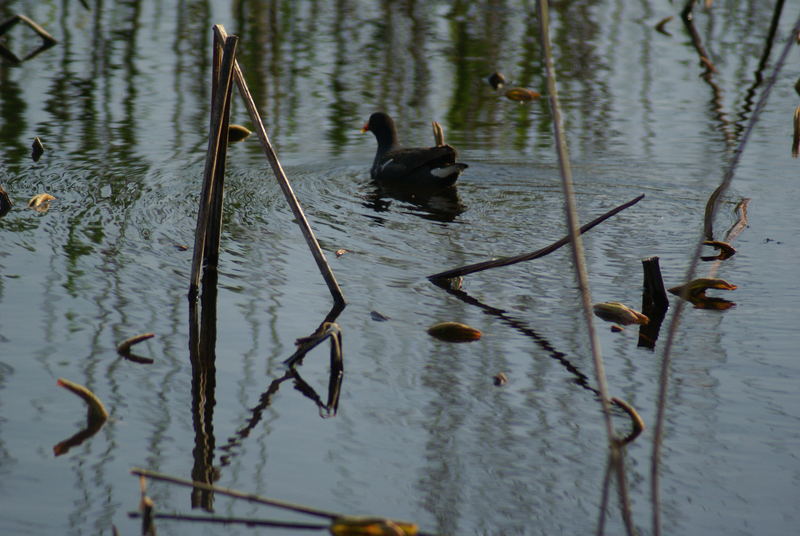 Gallinule  sur l'étang de Fontmerle à Mougins