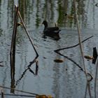 Gallinule  sur l'étang de Fontmerle à Mougins