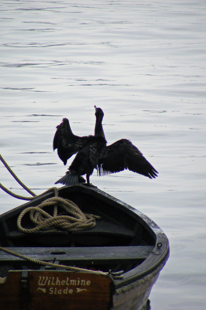 Gallionsvogel