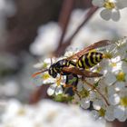 Gallische Feldwespe