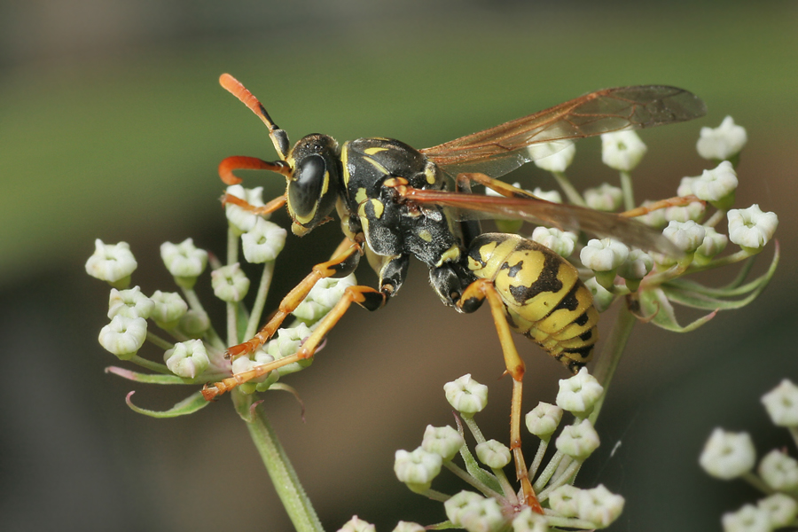 Gallische Feldwespe