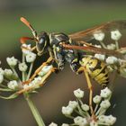 Gallische Feldwespe