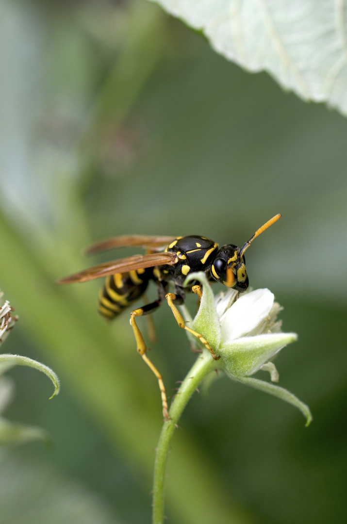 Gallische Feldwespe auf Himbeerblüte