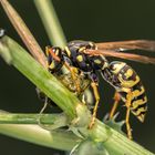 Gallische Feldwespe - es schmeckt