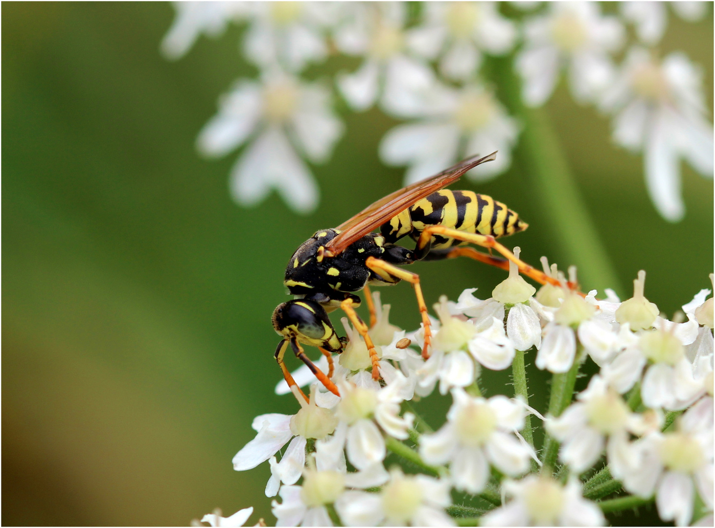 Gallische Feldwespe (Polistes dominula).