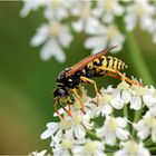 Gallische Feldwespe (Polistes dominula).