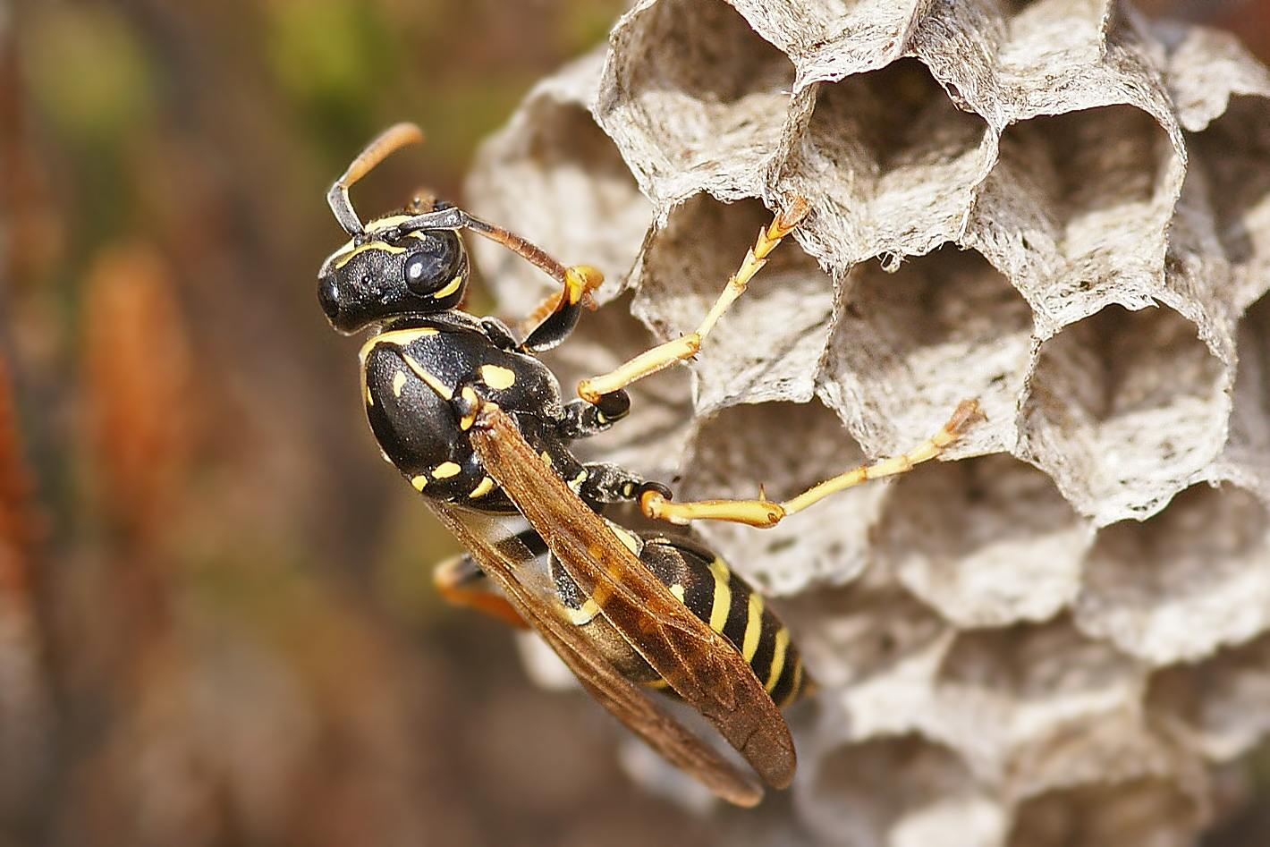 Gallische Feldwespe (Polistes dominula) 2