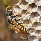 Gallische Feldwespe (Polistes dominula) 2