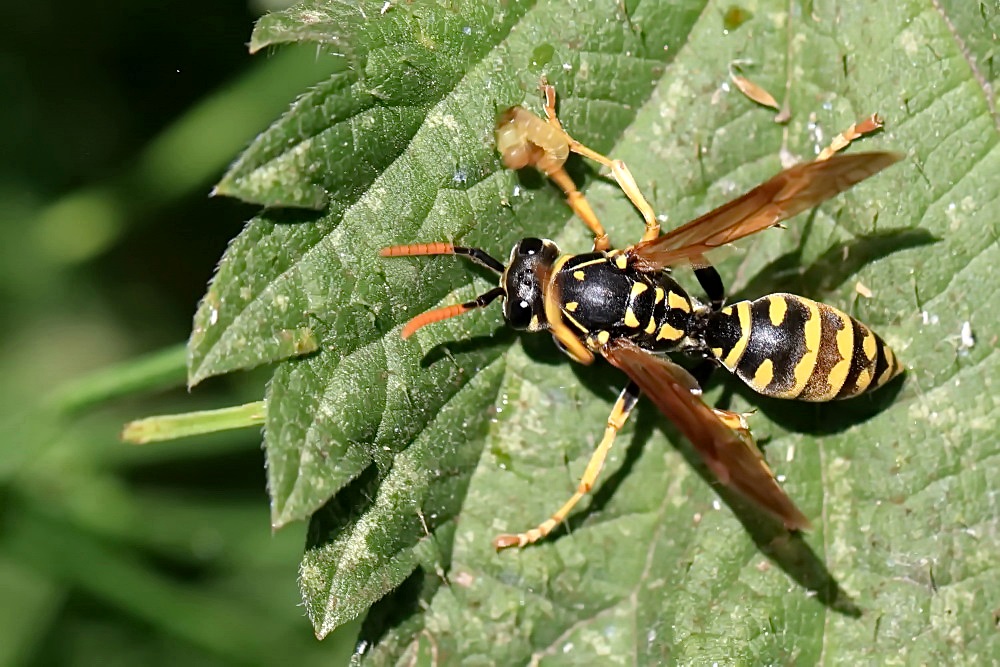 Gallische Feldwespe (Polistes dominula)