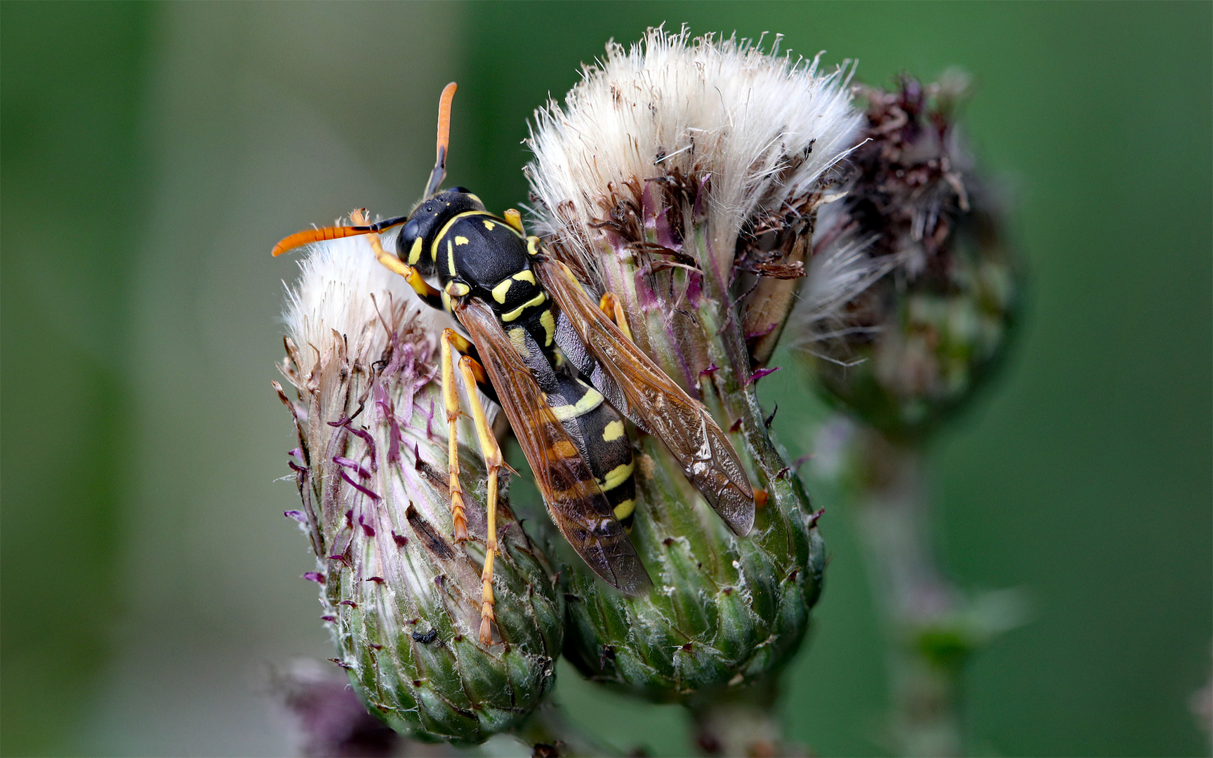 Gallische Feldwespe (Polistes dominula)