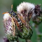 Gallische Feldwespe (Polistes dominula)