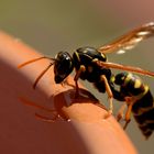 Gallische Feldwespe (Polistes dominula)