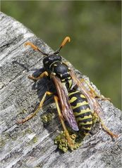 Gallische Feldwespe (Polistes dominula)