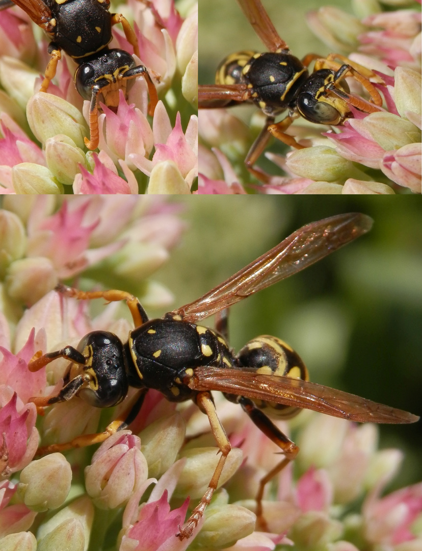 Gallische Feldwespe (Polistes dominula) auf Fetthenne - Drohne