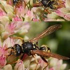 Gallische Feldwespe (Polistes dominula) auf Fetthenne - Drohne