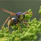 gallische feldwespe (polistes dominula) ...