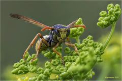 gallische feldwespe (polistes dominula) ...