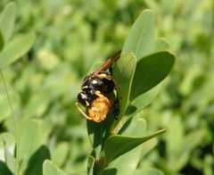 Gallische Feldwespe (Polistes dominula) beim Futtern einer Marienkäfer-Puppe