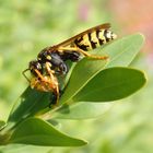 Gallische Feldwespe (Polistes dominula) beim Futtern einer Marienkäfer-Puppe