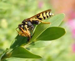 Gallische Feldwespe (Polistes dominula) beim Futtern einer Marienkäfer-Puppe