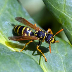 Gallische Feldwespe (Polistes dominula)