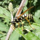 Gallische Feldwespe (Polistes dominula)