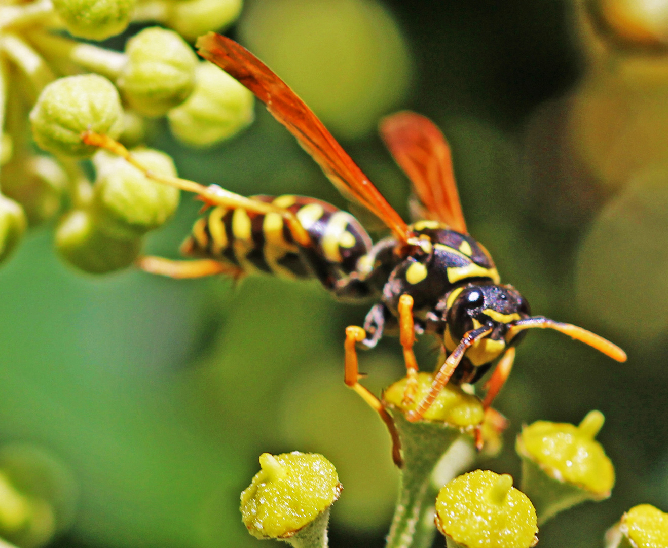 Gallische Feldwespe (polistes dominula)