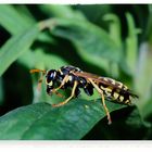 Gallische Feldwespe (Polistes dominula), European paper wasp