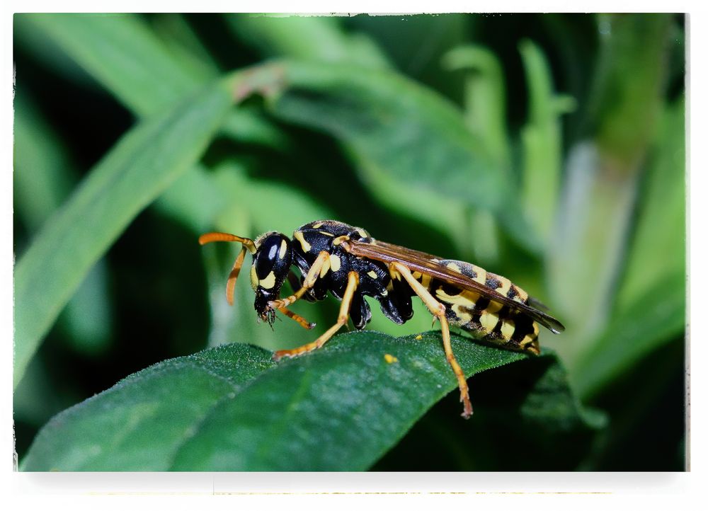 Gallische Feldwespe (Polistes dominula), European paper wasp