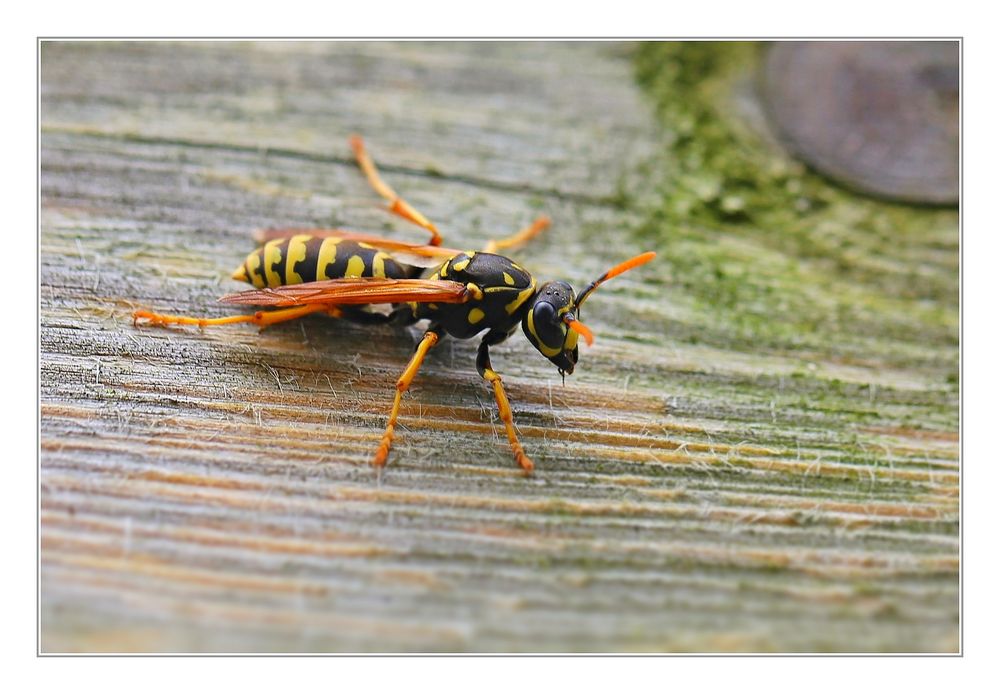 Gallische Feldwespe (Polistes dominula)