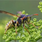 gallische feldwespe (polistes dominula) ....