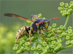 gallische feldwespe (polistes dominula) ....