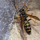 Gallische Feldwespe (Polistes dominula) - Guêpe trouvée en novembre!