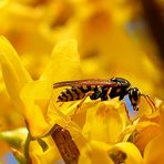 Gallische Feldwespe (Polistes dominula)  in Forsythie (I)