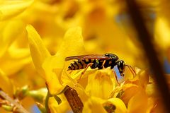 Gallische Feldwespe (Polistes dominula)  in Forsythie (I)