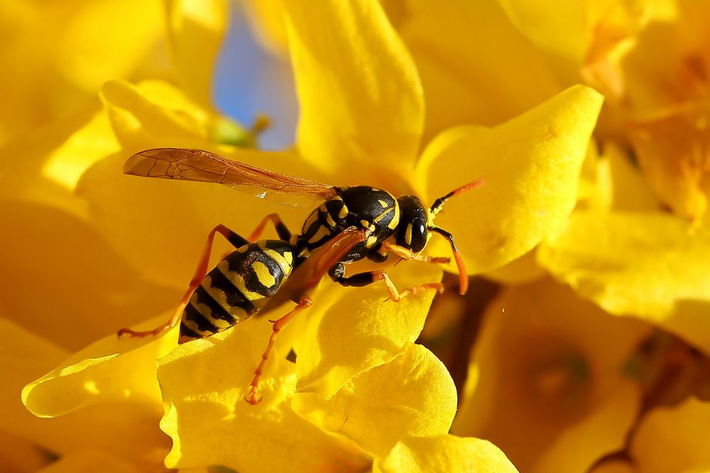 Gallische Feldwespe (Polistes dominula) in Forsythie (II)