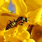 Gallische Feldwespe (Polistes dominula) in Forsythie (II)