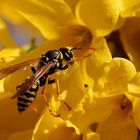 Gallische Feldwespe (Polistes dominula) in Forsythie (III)