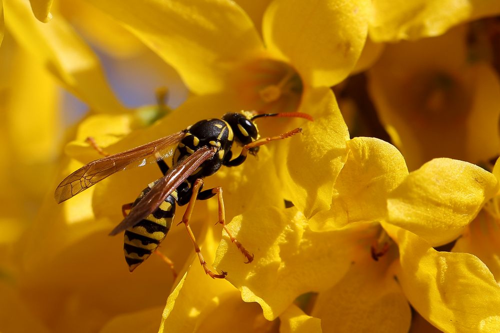 Gallische Feldwespe (Polistes dominula) in Forsythie (III)