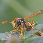 Gallische Feldwespe (Polistes dominula) M.