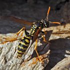 Gallische Feldwespe (Polistes dominula). - Une belle guêpe qui n'apprécie pas ma présence... 