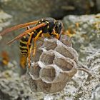 Gallische Feldwespe (Polistes dominula). - Une guêpe prépare l'avenir...