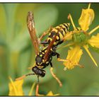 Gallische Feldwespe (Polistes dominulus)