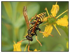 Gallische Feldwespe (Polistes dominulus)