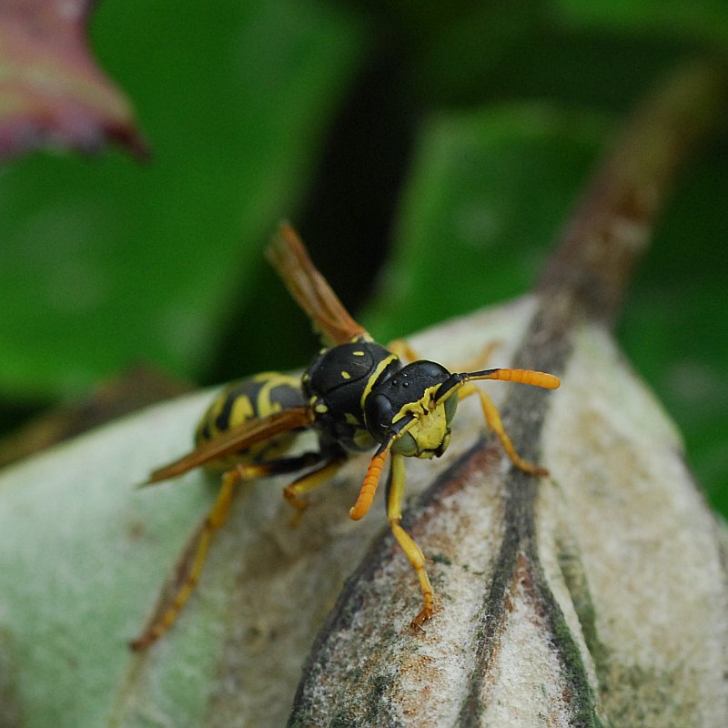 Gallische Feldwespe (Polistes dominulus)?