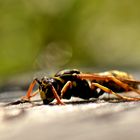 Gallische Feldwespe (Polistes dominulus)