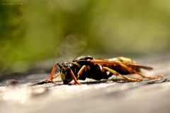 Gallische Feldwespe (Polistes dominulus)