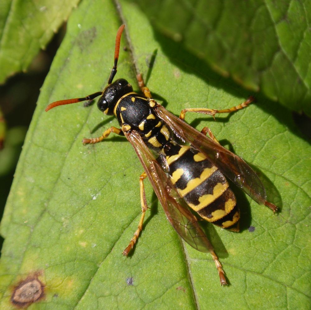 Gallische oder Französische Feldwespe - Makro