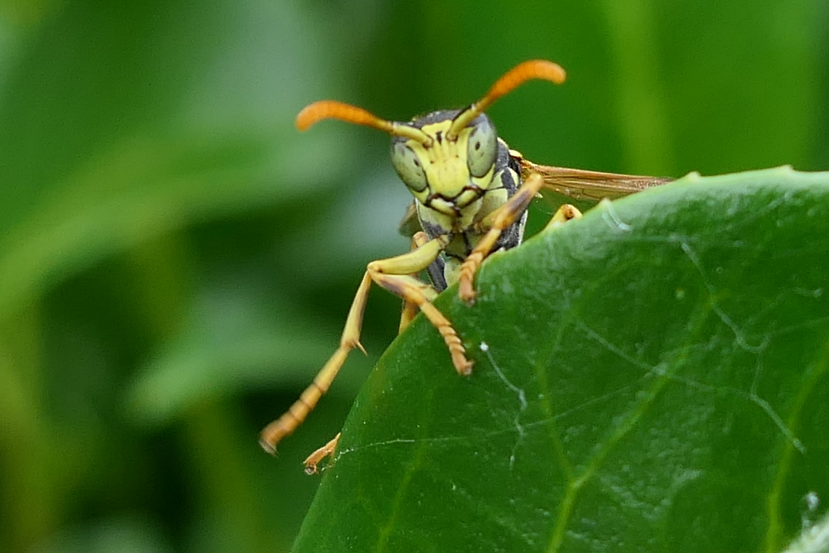 Gallische Stabwespe is watching