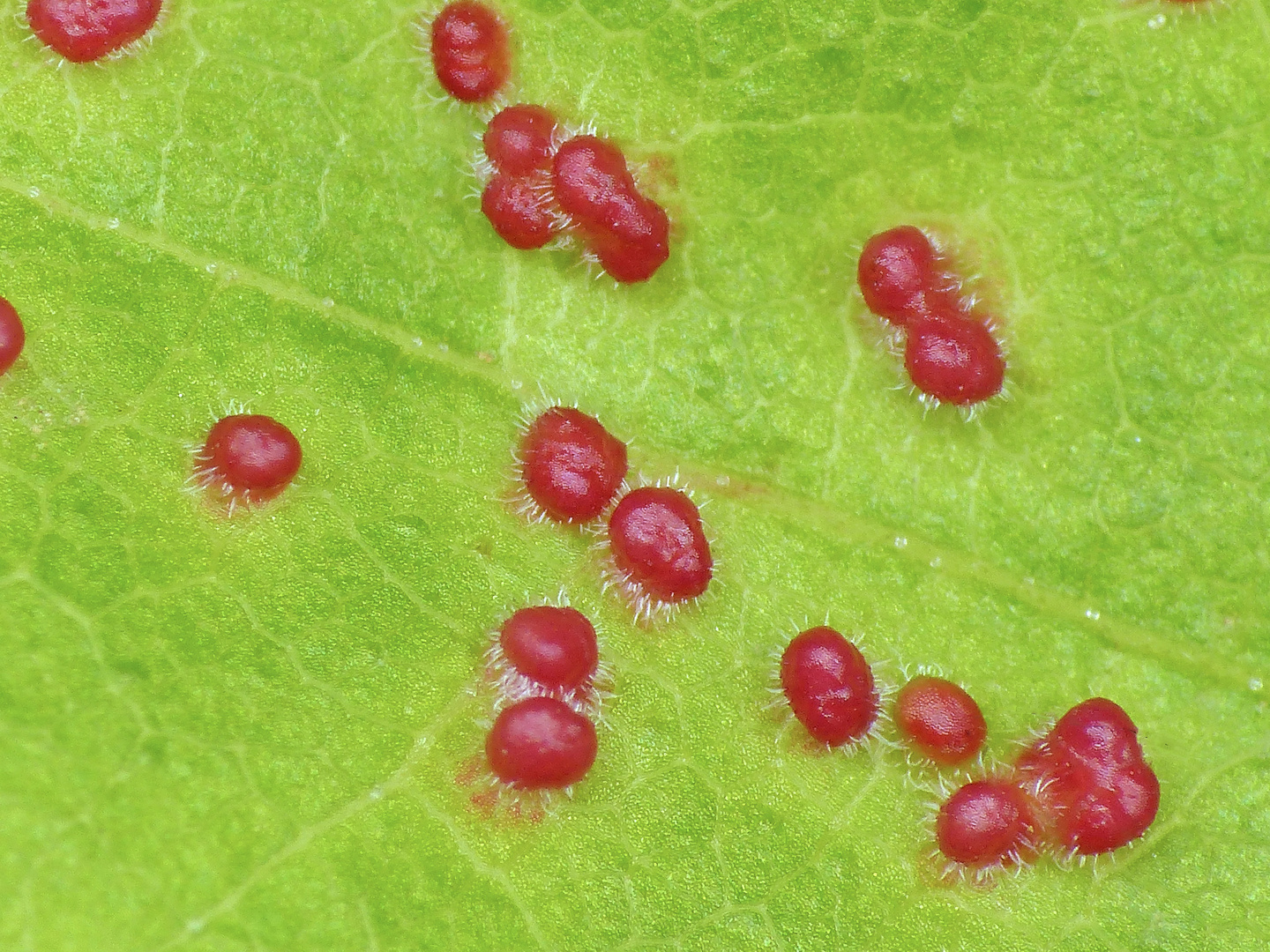 Gallmilbe Aceria cephalonea oder Aceria macrorhynchus ? - Blattoberseite